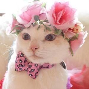 Meet your Posher, Doli